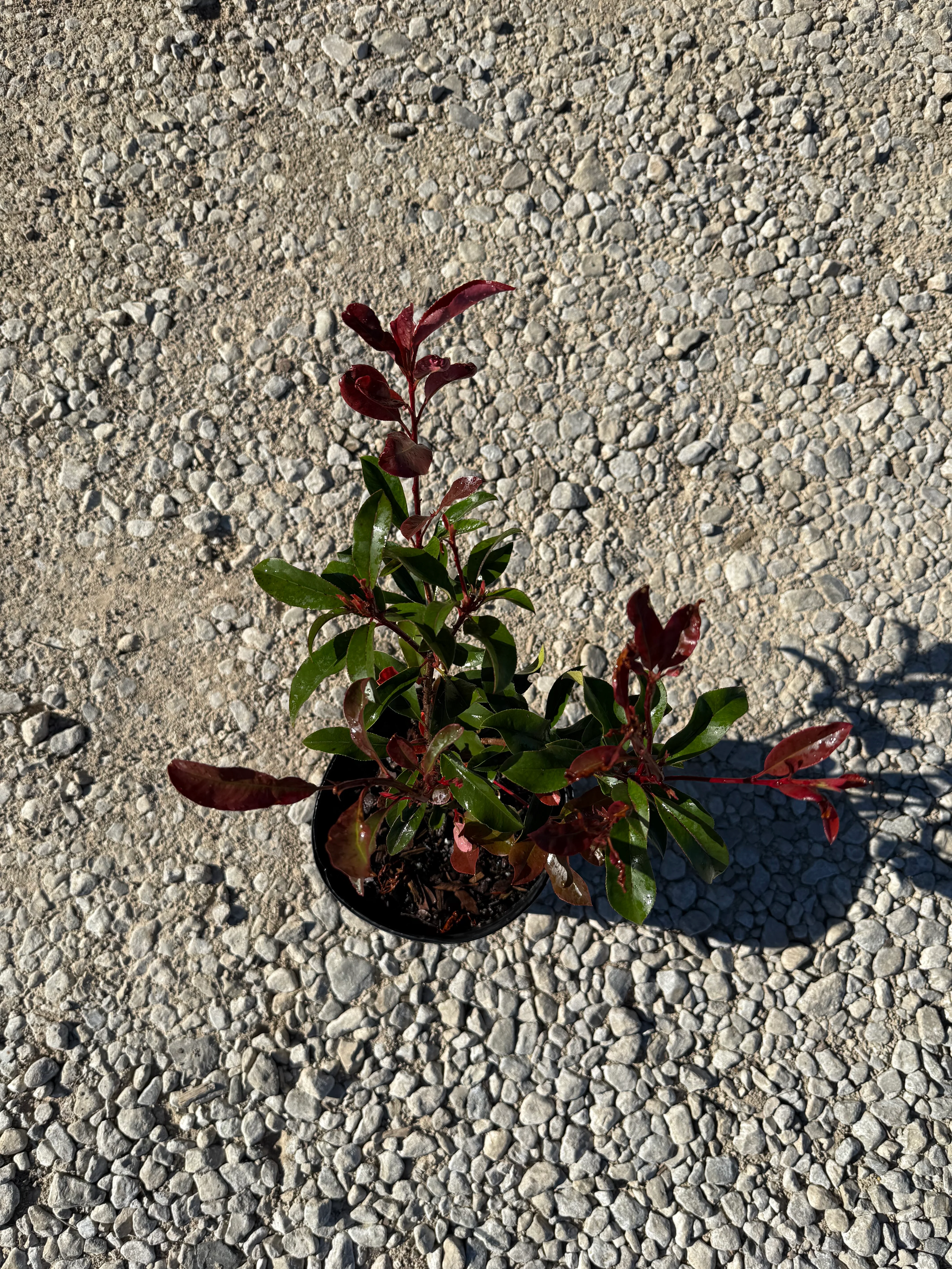 Red Tip Photinia Frazeri - Image 6