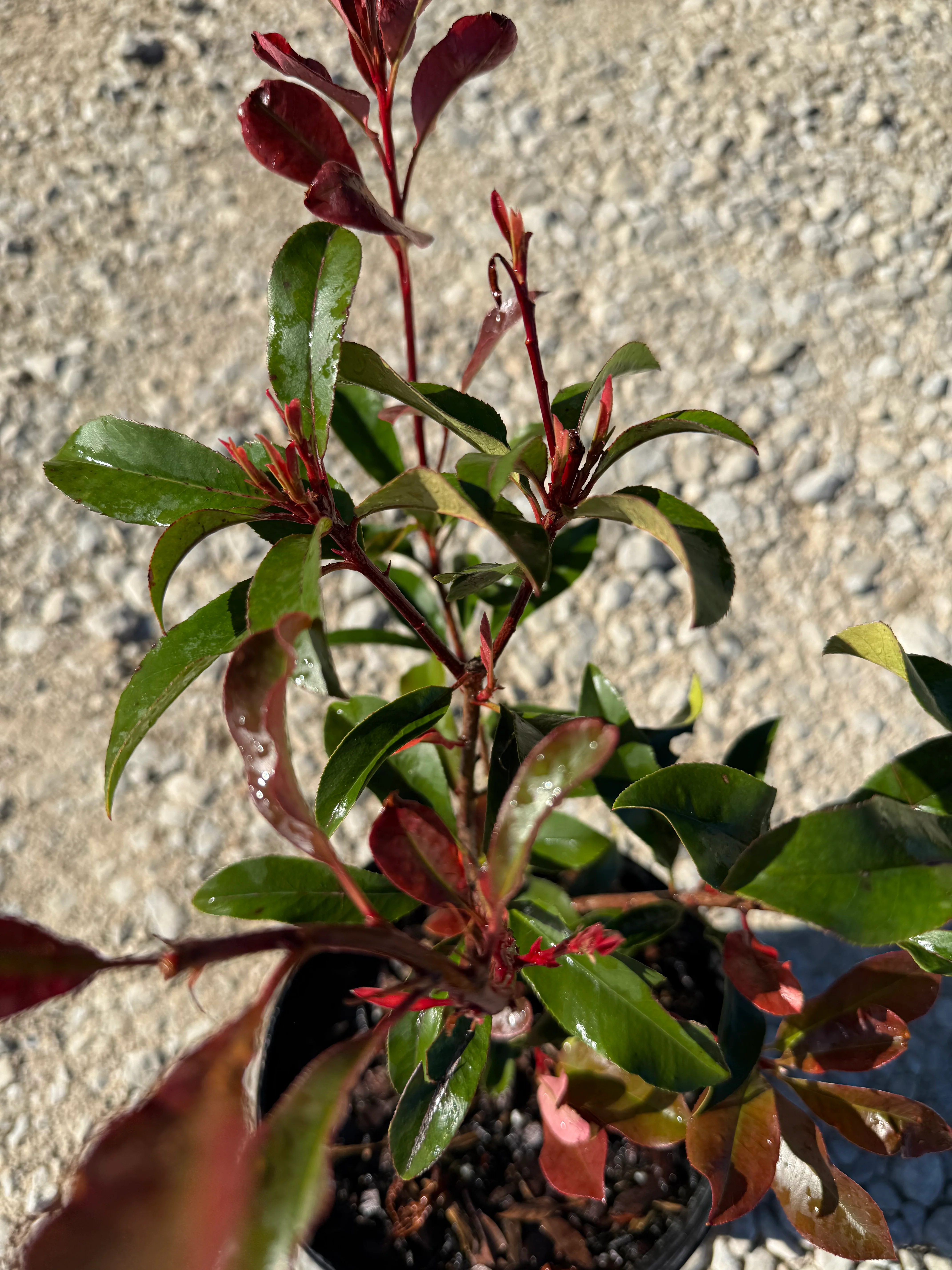 Red Tip Photinia Frazeri - Image 7