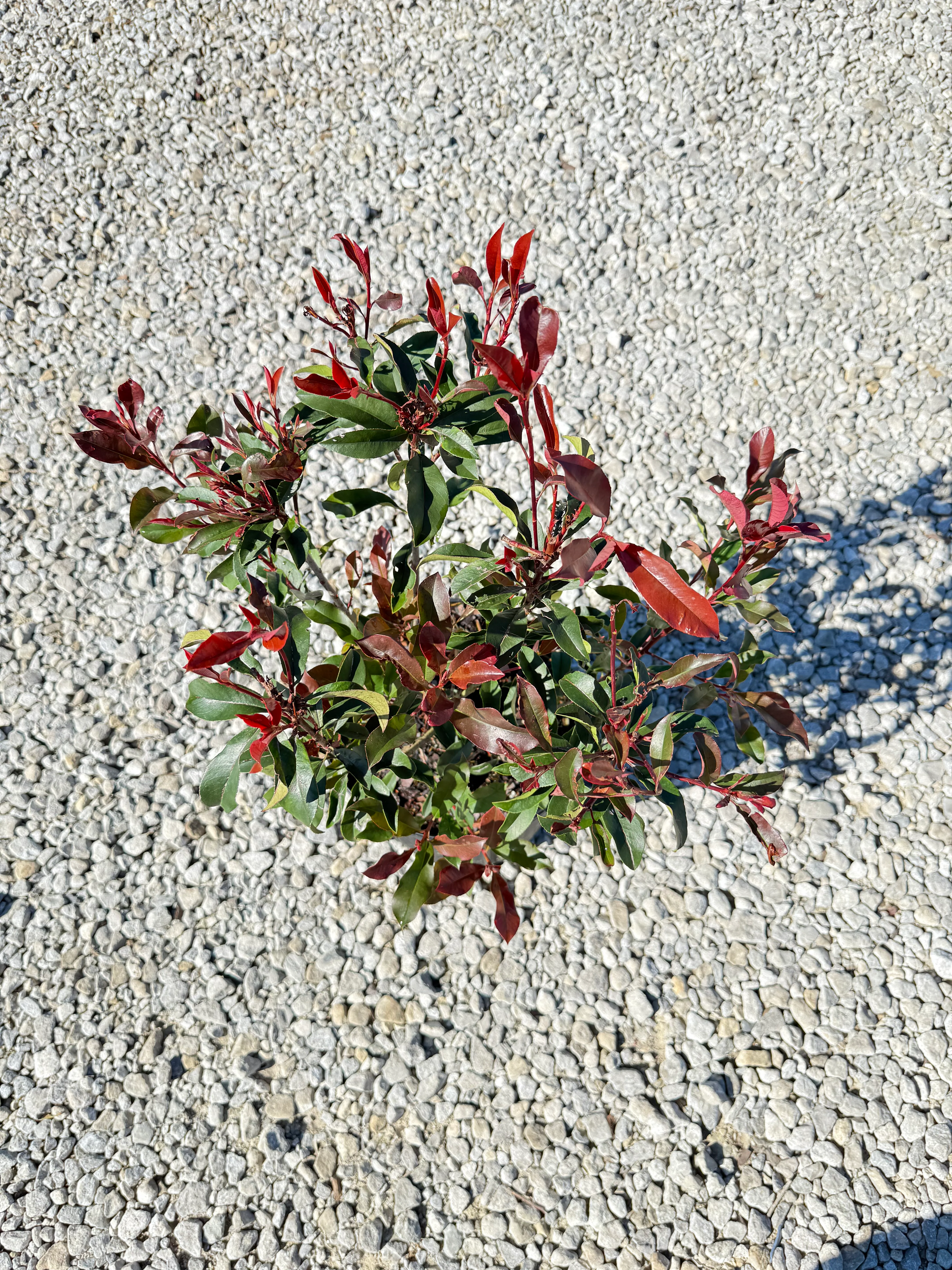 Red Tip Photinia Frazeri - Image 8