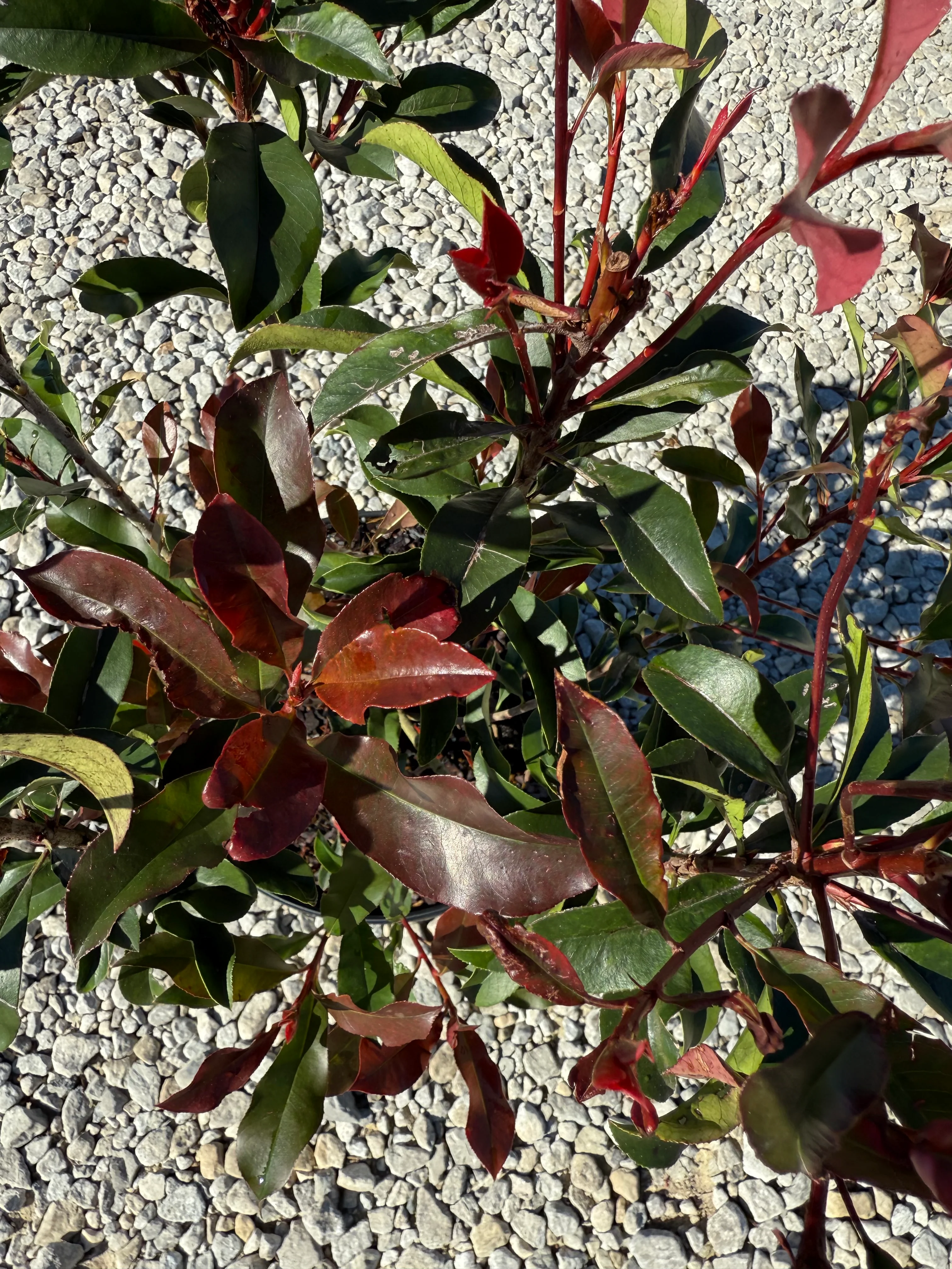 Red Tip Photinia Frazeri - Image 9
