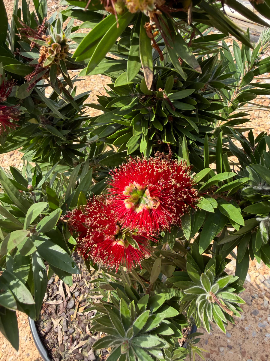 Southern Living Light Show Bottlebrush - Image 3