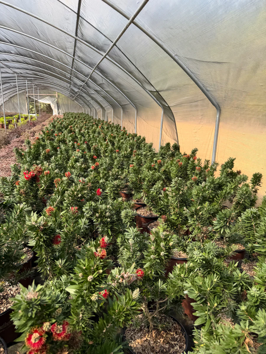 Southern Living Light Show Bottlebrush - Image 4