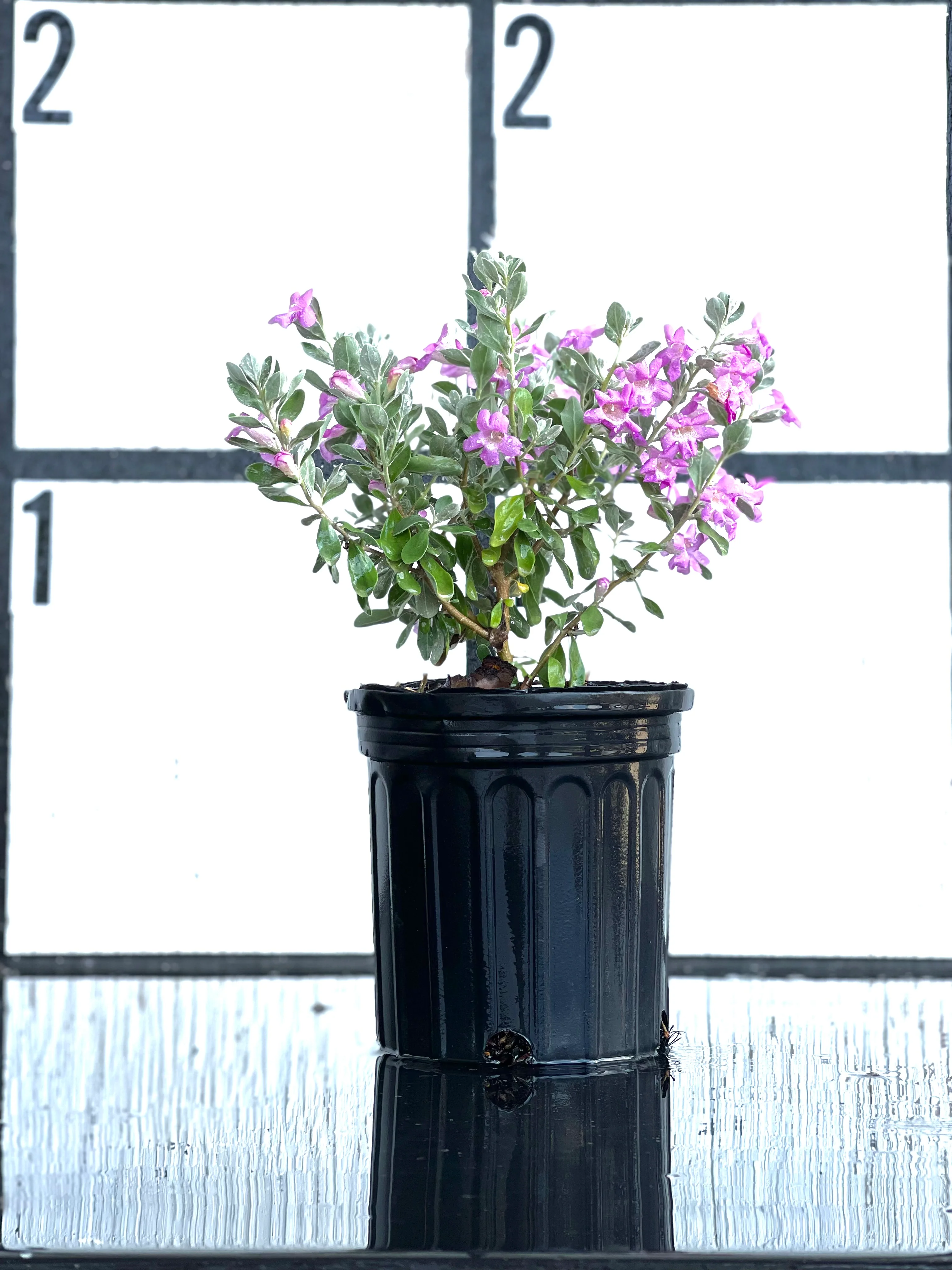 Texas Sage - Image 6