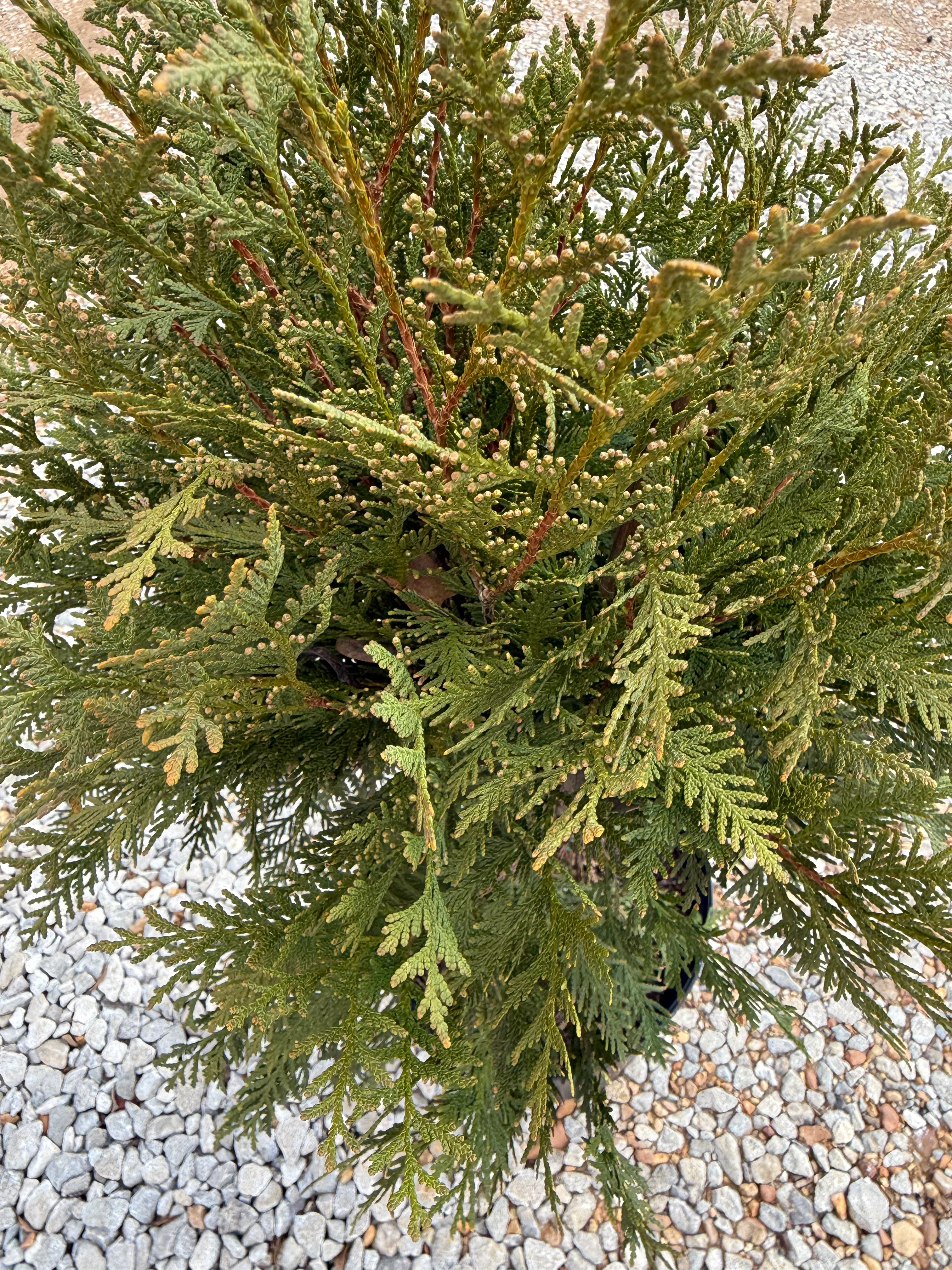Thuja Dark Green - Image 3