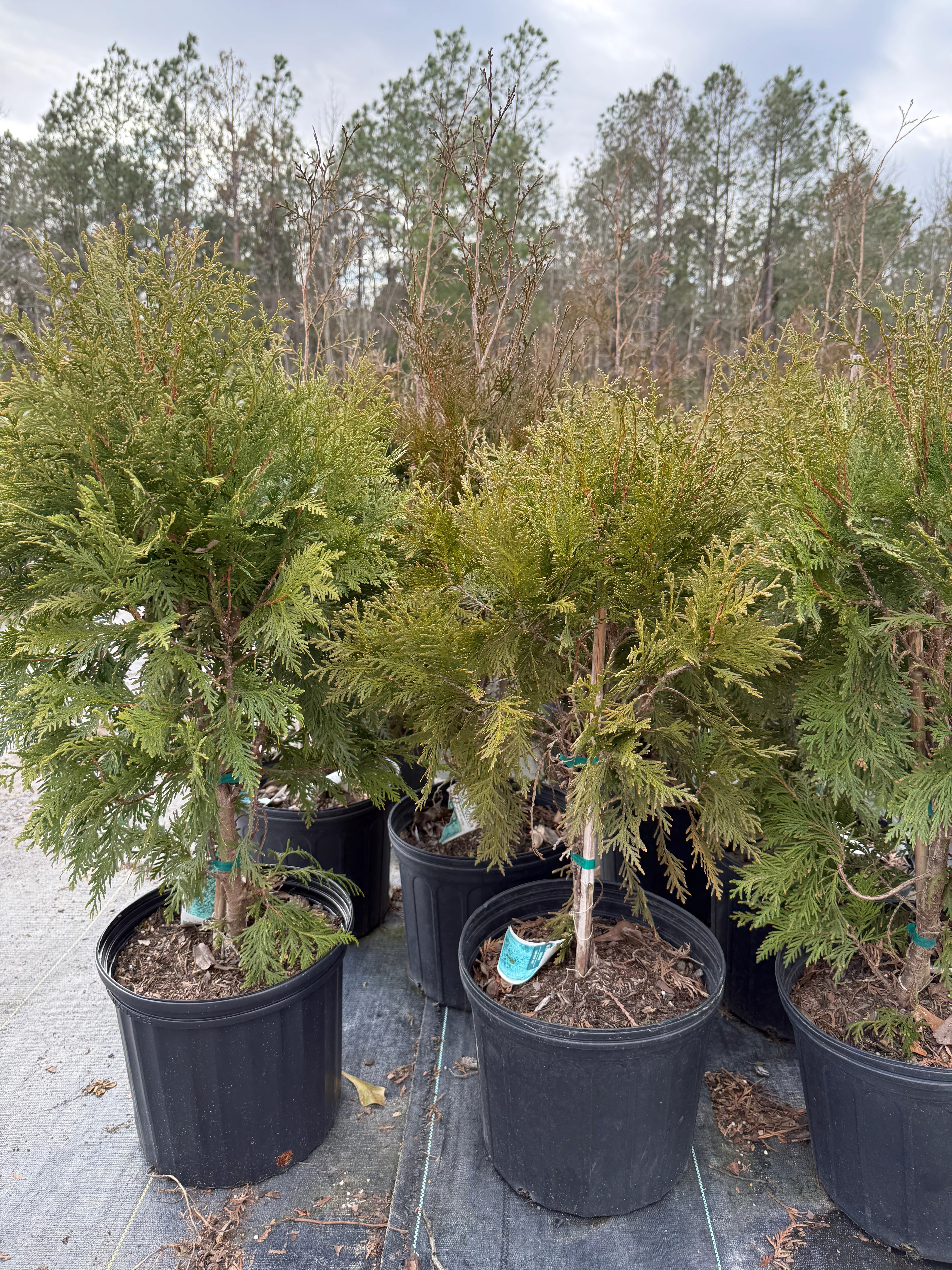 Thuja Dark Green - Image 4