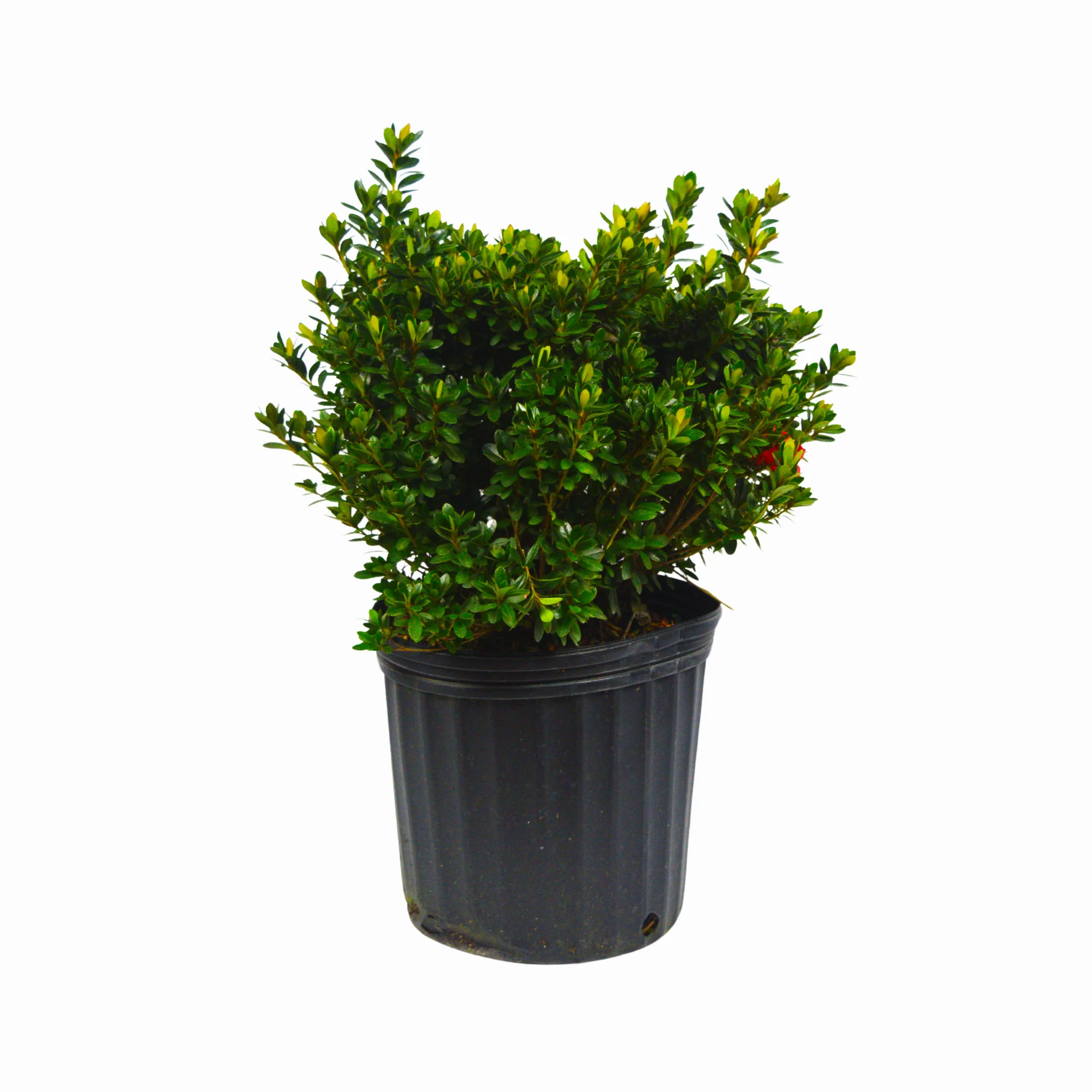 Wakaebisu Azalea - Image 3