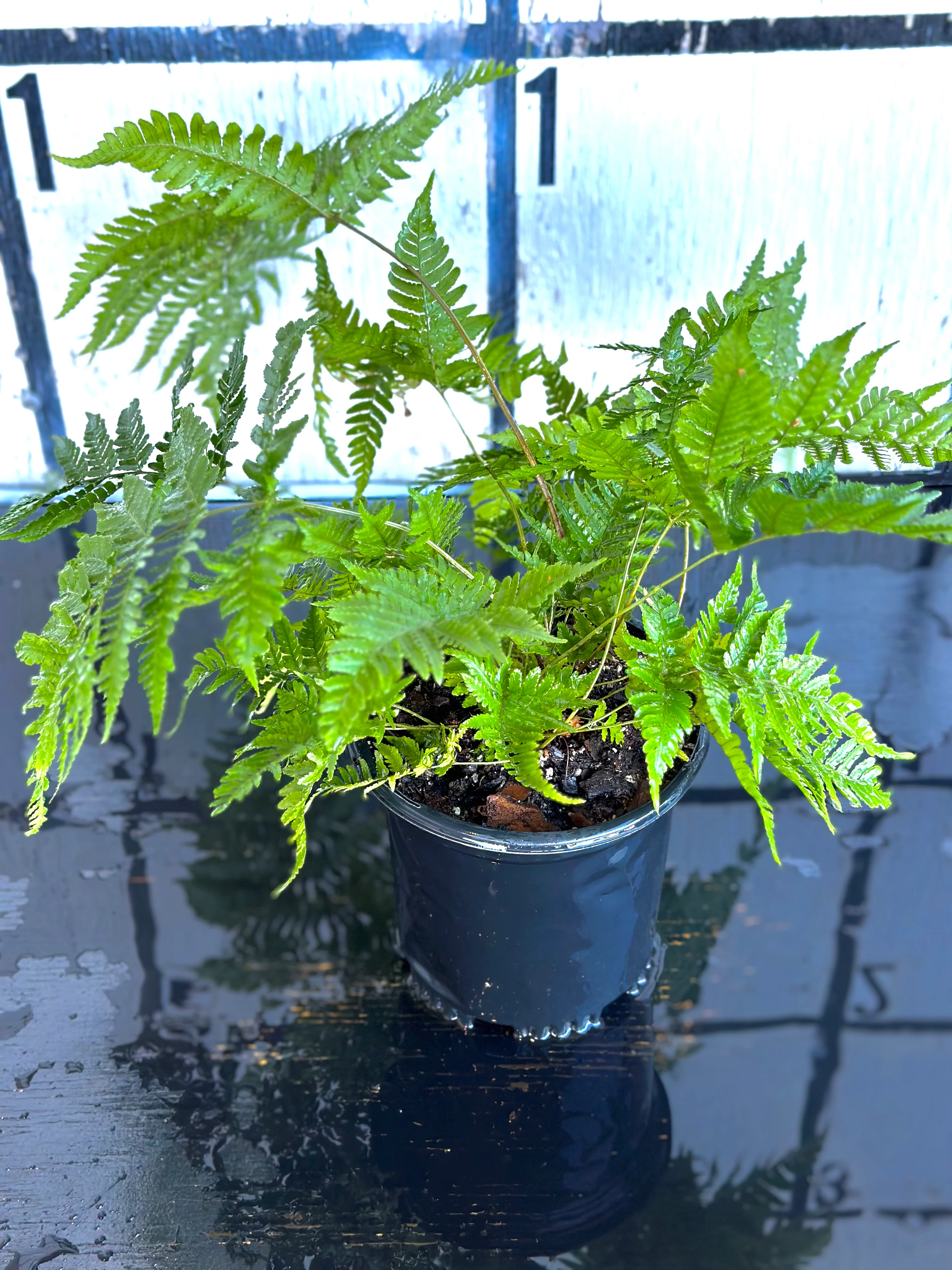 Wood Fern - Image 3